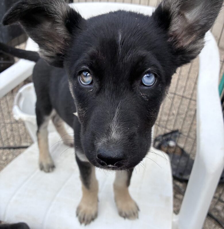 Puppy adoption day