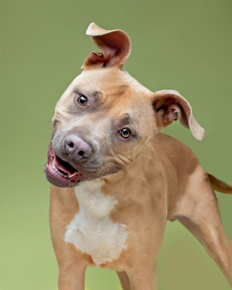 photo of sweet shelter dog over green studio background, looking
